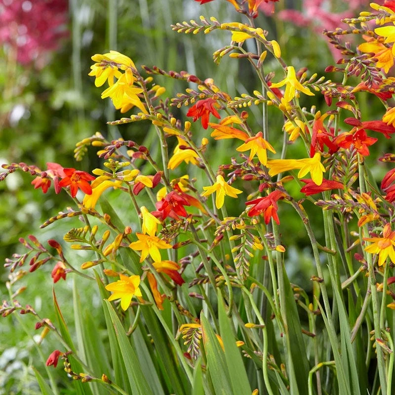 Crocosmia Mix - Image 2