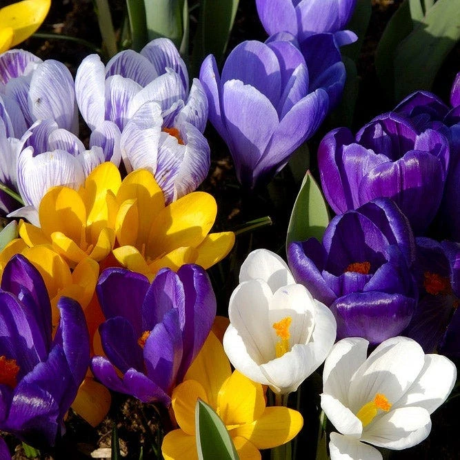 Dutch Crocus Mix - Image 6