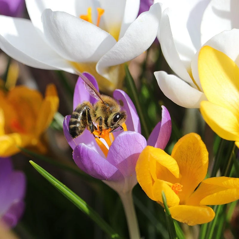 Dutch Crocus Mix - Image 3