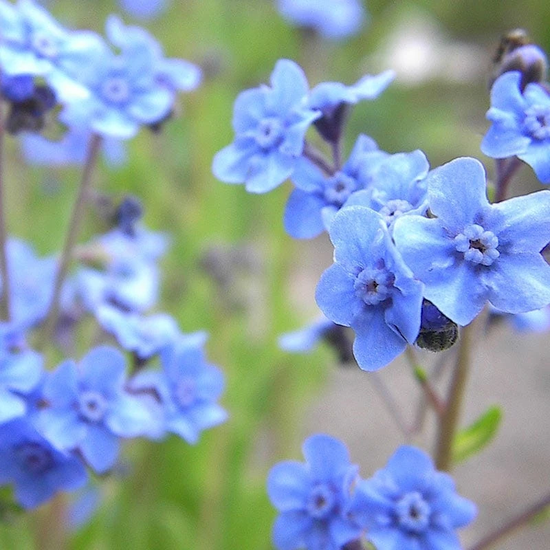 Chinese Forget-Me-Not Seeds - Image 7