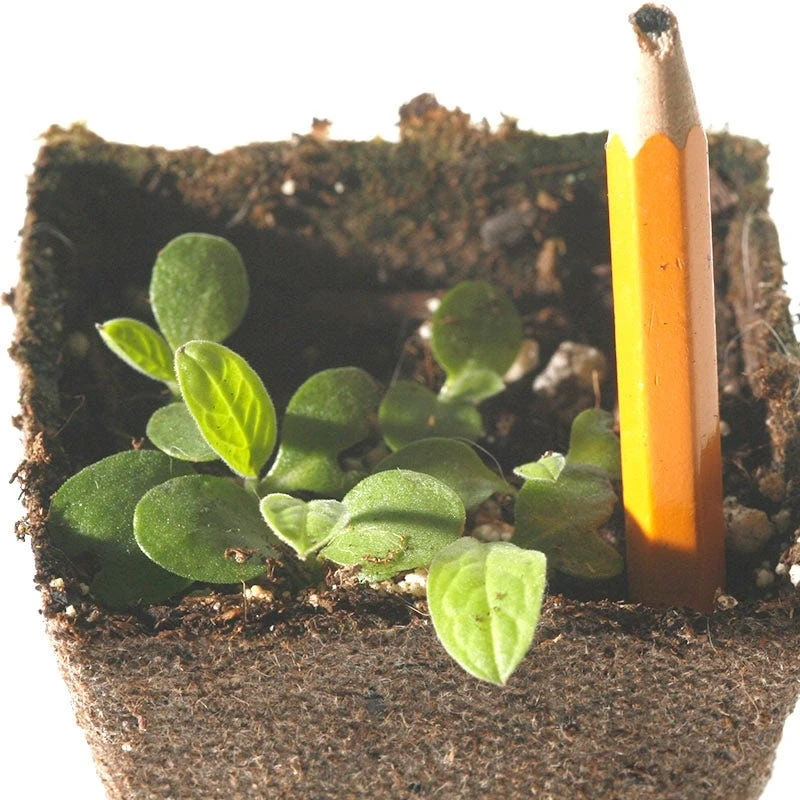 Chinese Forget-Me-Not Seeds - Image 4