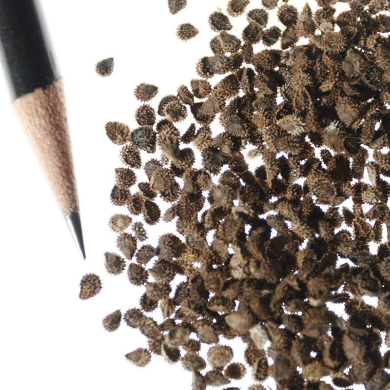 Chinese Forget-Me-Not Seeds - Image 3