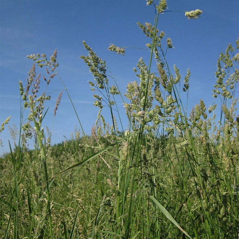 Cattle Grazing Seed Mix - Image 2