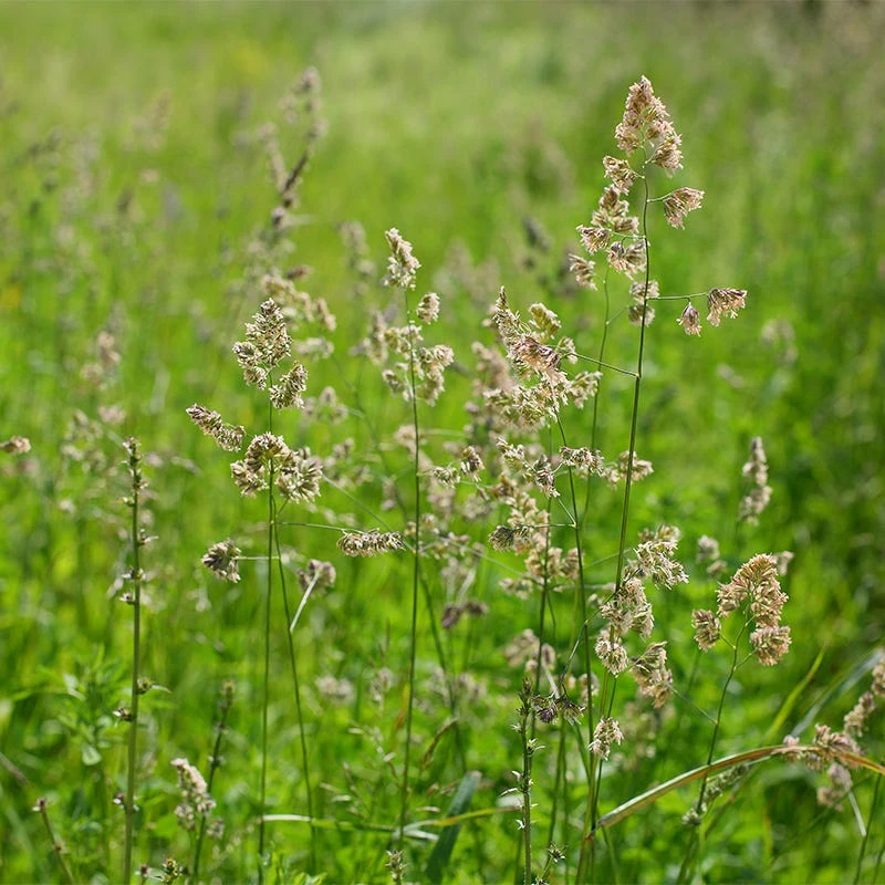 Orchard Grass Seeds - Image 4