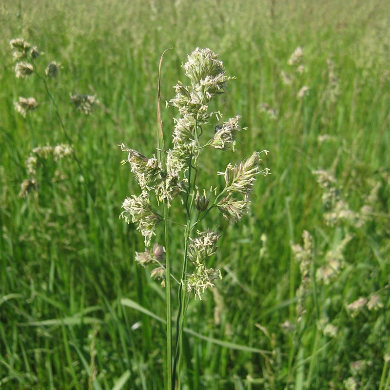 Orchard Grass Seeds - Image 5