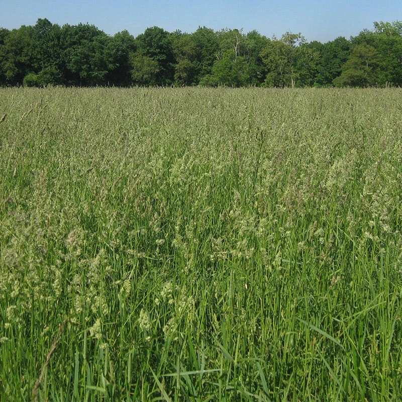 Orchard Grass Seeds