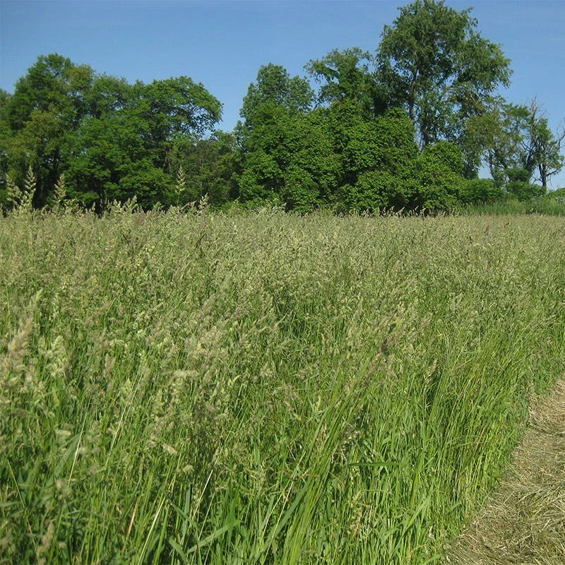 Orchard Grass Seeds - Image 6
