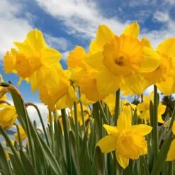 Dutch Master Trumpet Daffodil