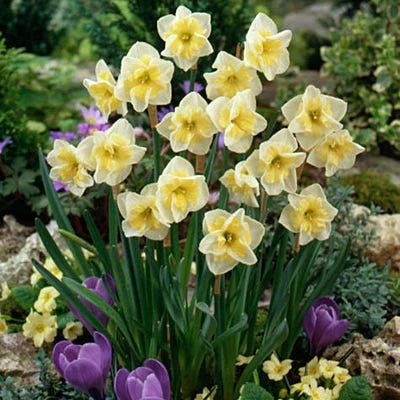 Smiling Twin Butterfly Daffodil - Image 2