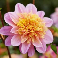 Lifestyle Anemone Dahlia