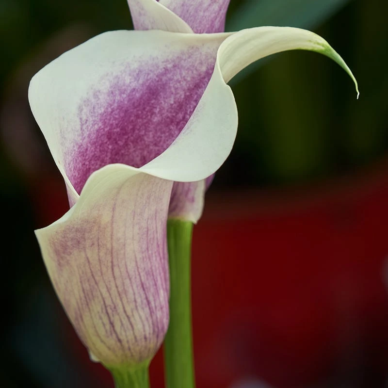 Da Vinci Calla Lily - Image 3