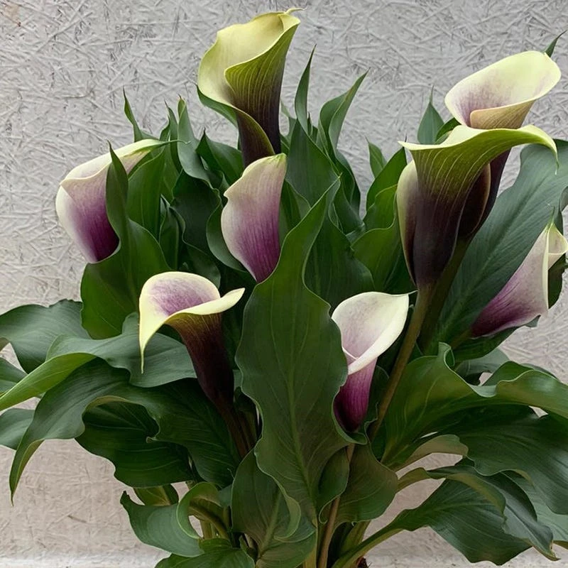 Da Vinci Calla Lily - Image 2