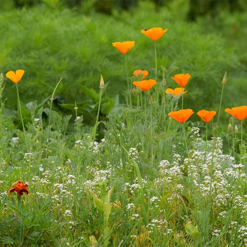 Deer Resistant Wildflower Seed Mix - Image 3
