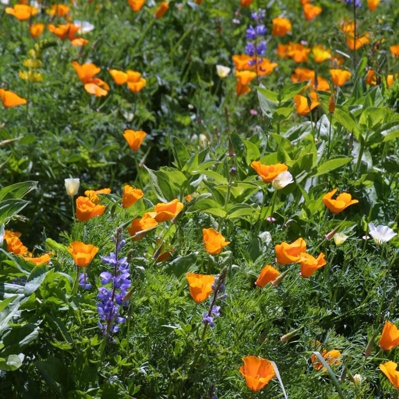 Deer Resistant Wildflower Seed Mix - Image 11