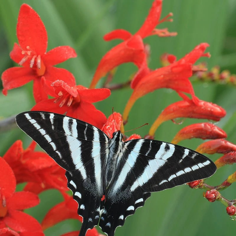 Diablito Crocosmia - Image 3