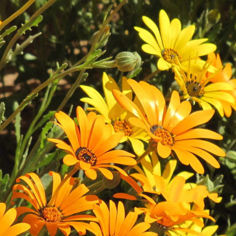 African Daisy Seeds - Image 2