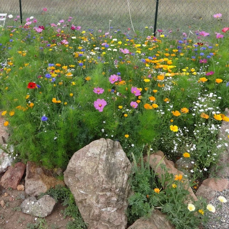 Dry Meadow Wildflower Seed Mix - Image 3