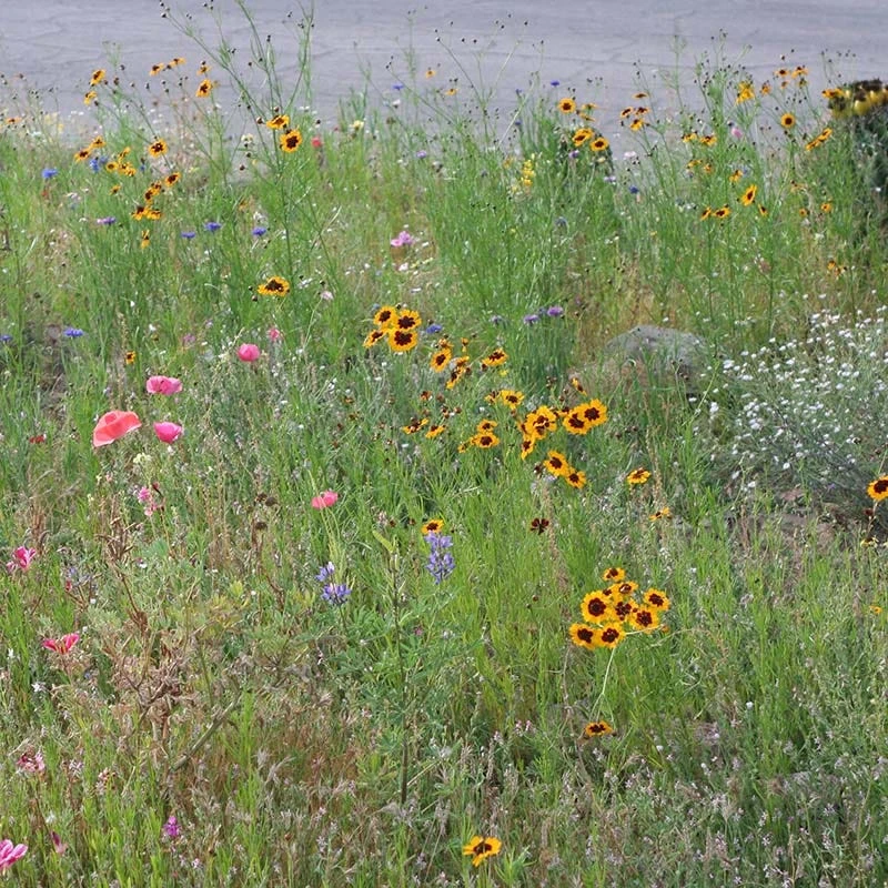 Dry Meadow Wildflower Seed Mix - Image 5