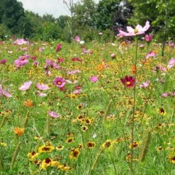 Dry Meadow Wildflower Seed Mix