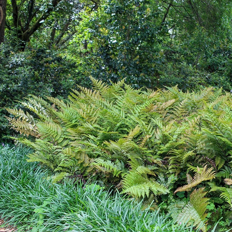 Brilliance Autumn Fern - Image 3