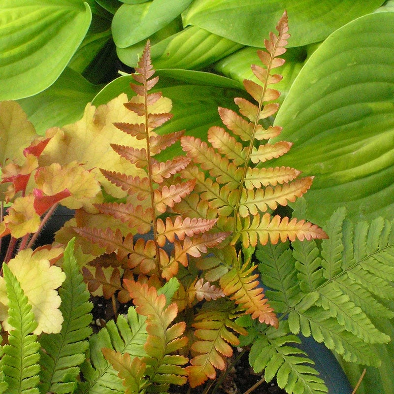 Brilliance Autumn Fern - Image 2