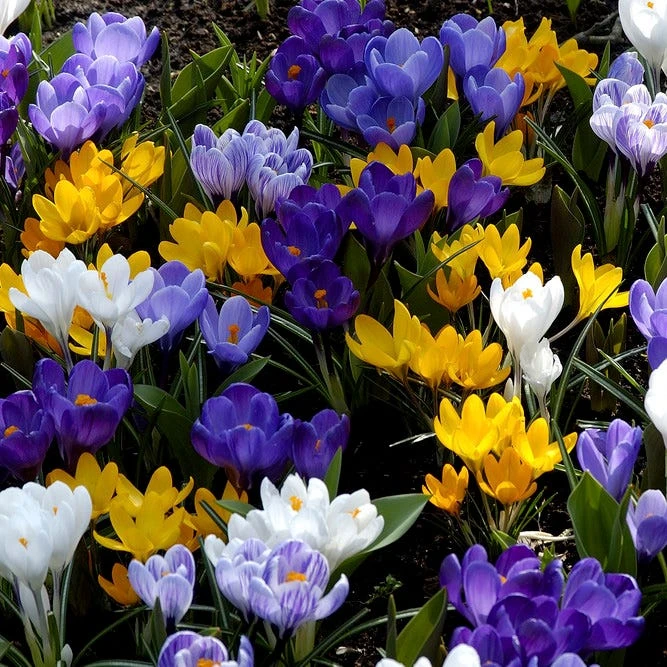 Dutch Crocus Mix - Image 5