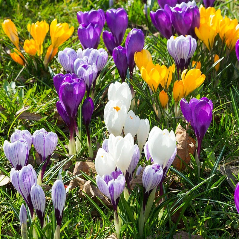 Dutch Crocus Mix - Image 4