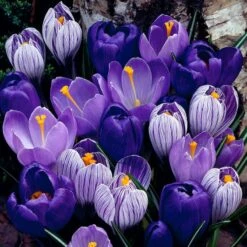 Blue Moon Dutch Crocus Mix
