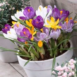 Dutch Crocus Mix