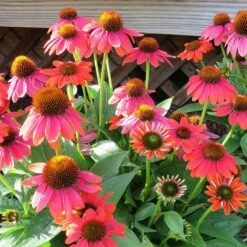 Sombrero Poco™ Hot Coral Echinacea