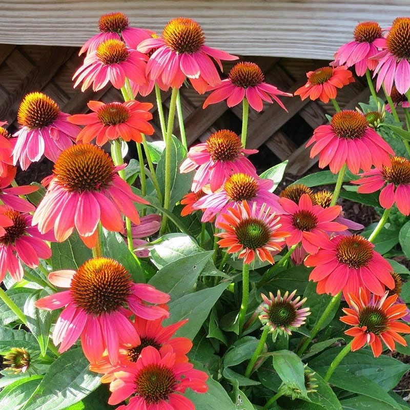 Sombrero Poco™ Hot Coral Echinacea