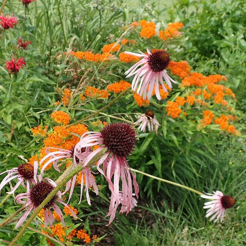 Pale Purple Coneflower - Image 4