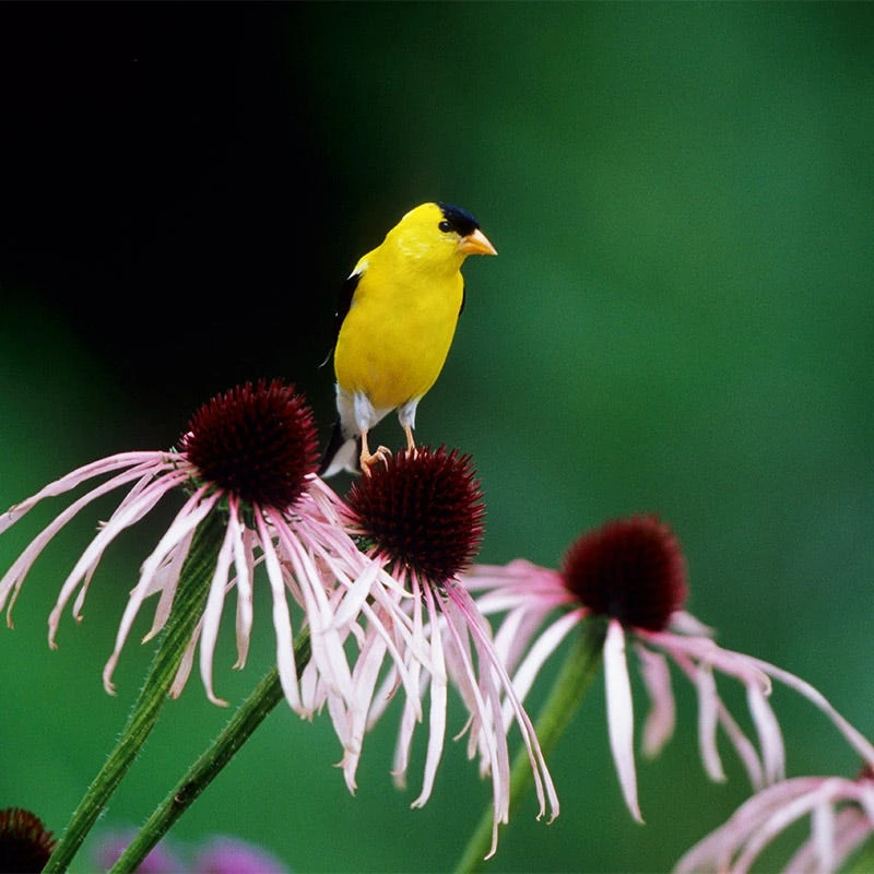 Pale Purple Coneflower - Image 3