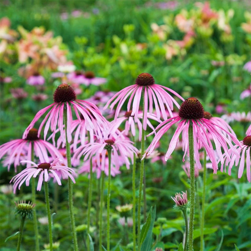 Pale Purple Coneflower - Image 6