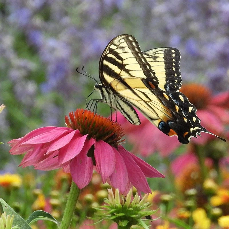 PowWow® Wild Berry Echinacea - Image 4