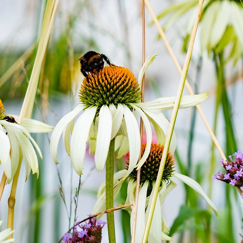 White Swan Echinacea - Image 2