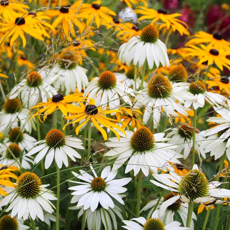 White Swan Echinacea - Image 3