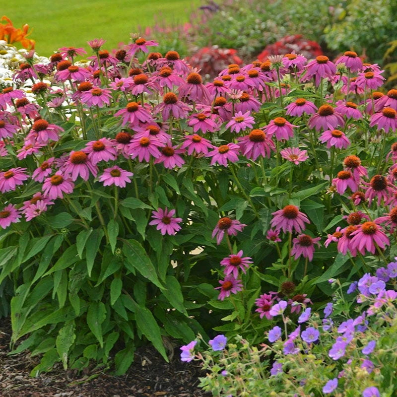 PowWow® Wild Berry Echinacea - Image 2