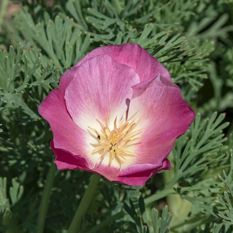 California Poppy Seeds Purple Gleam - Image 2