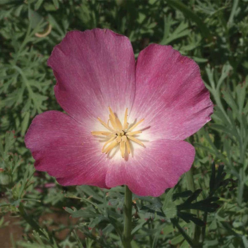 California Poppy Seeds Purple Gleam - Image 3