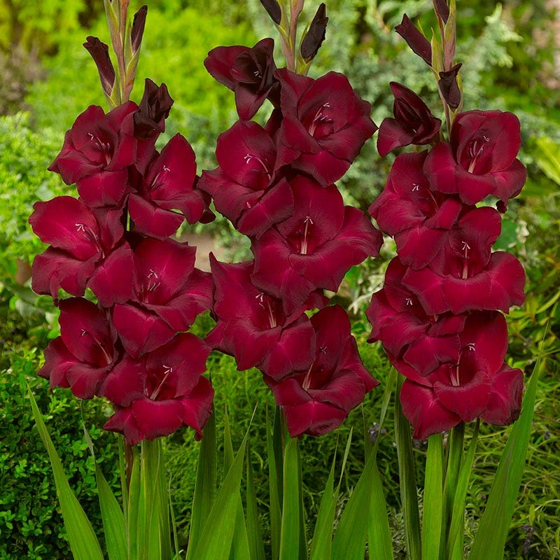 Espresso Gladiolus - Image 3