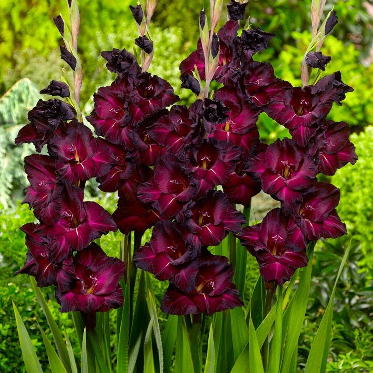 Espresso Gladiolus - Image 2