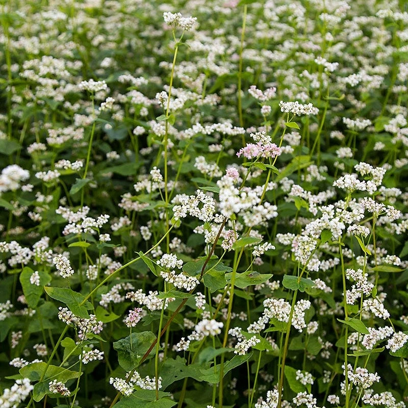 Buckwheat Seeds - Image 6