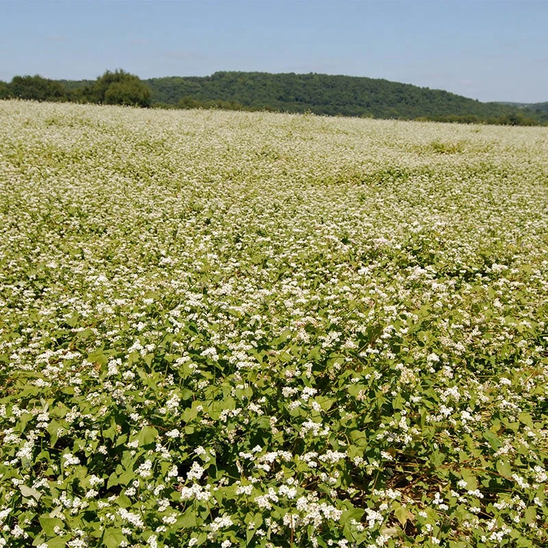 Buckwheat Seeds - Image 4