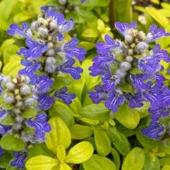 Feathered Friends™ Cordial Canary Ajuga