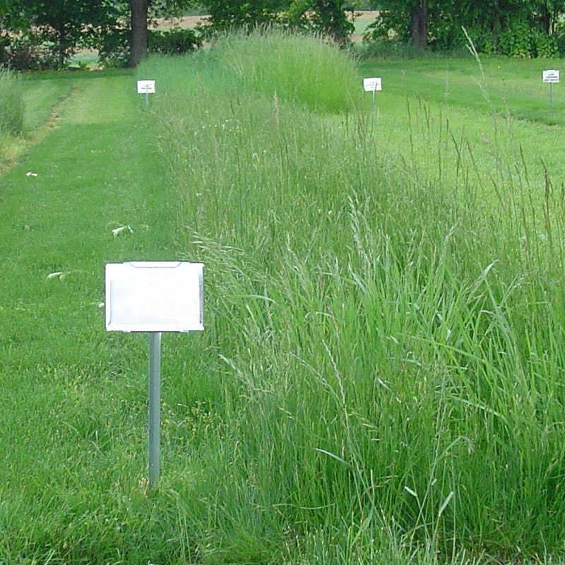 Creeping Red Fescue Grass Seeds - Image 2