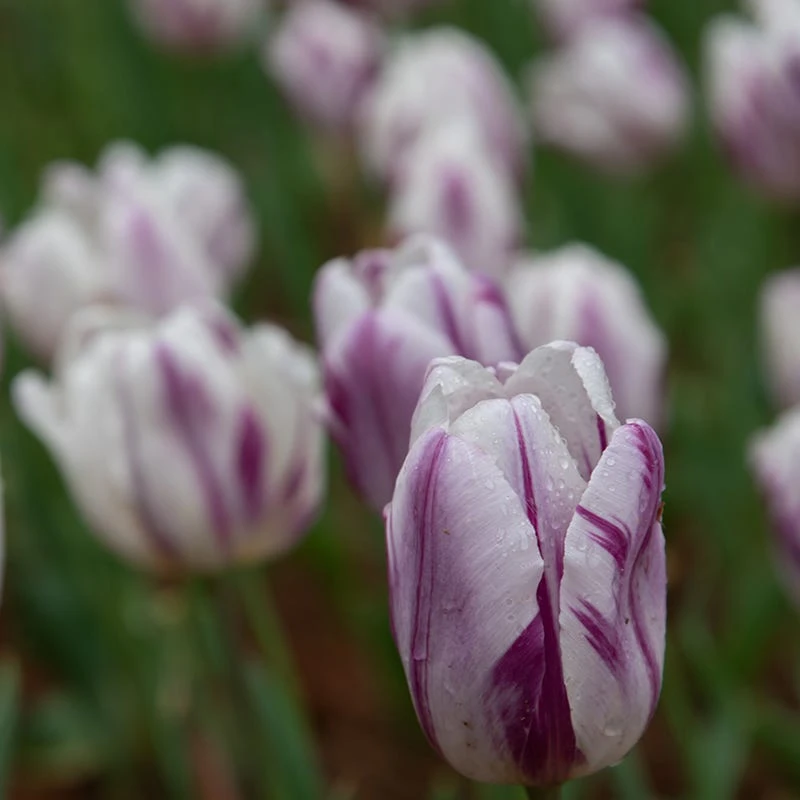 Flaming Flag Triumph Tulip - Image 5