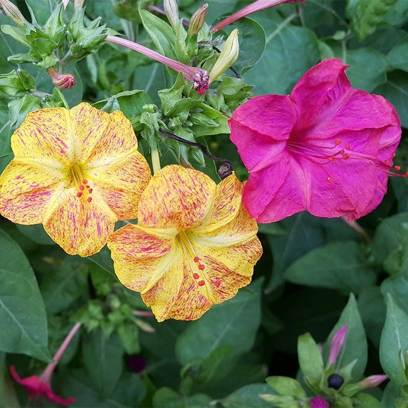 Four O'Clock Mix - Image 5