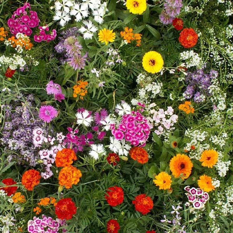 Fragrant Wildflower Seed Mix - Image 9