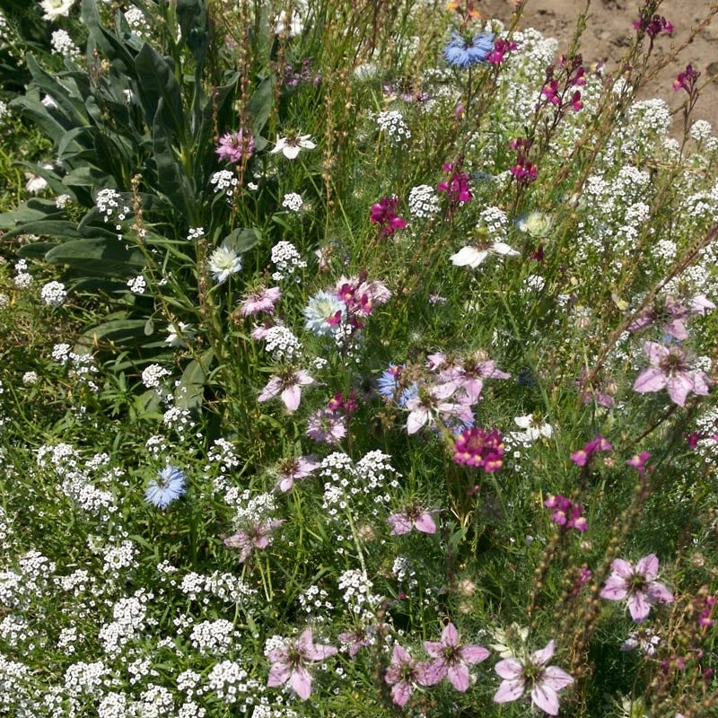 Fragrant Wildflower Seed Mix
